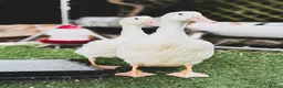 Mixed Breed poultry for sale: Indian Runner Mix Duck Pair - Advert 4