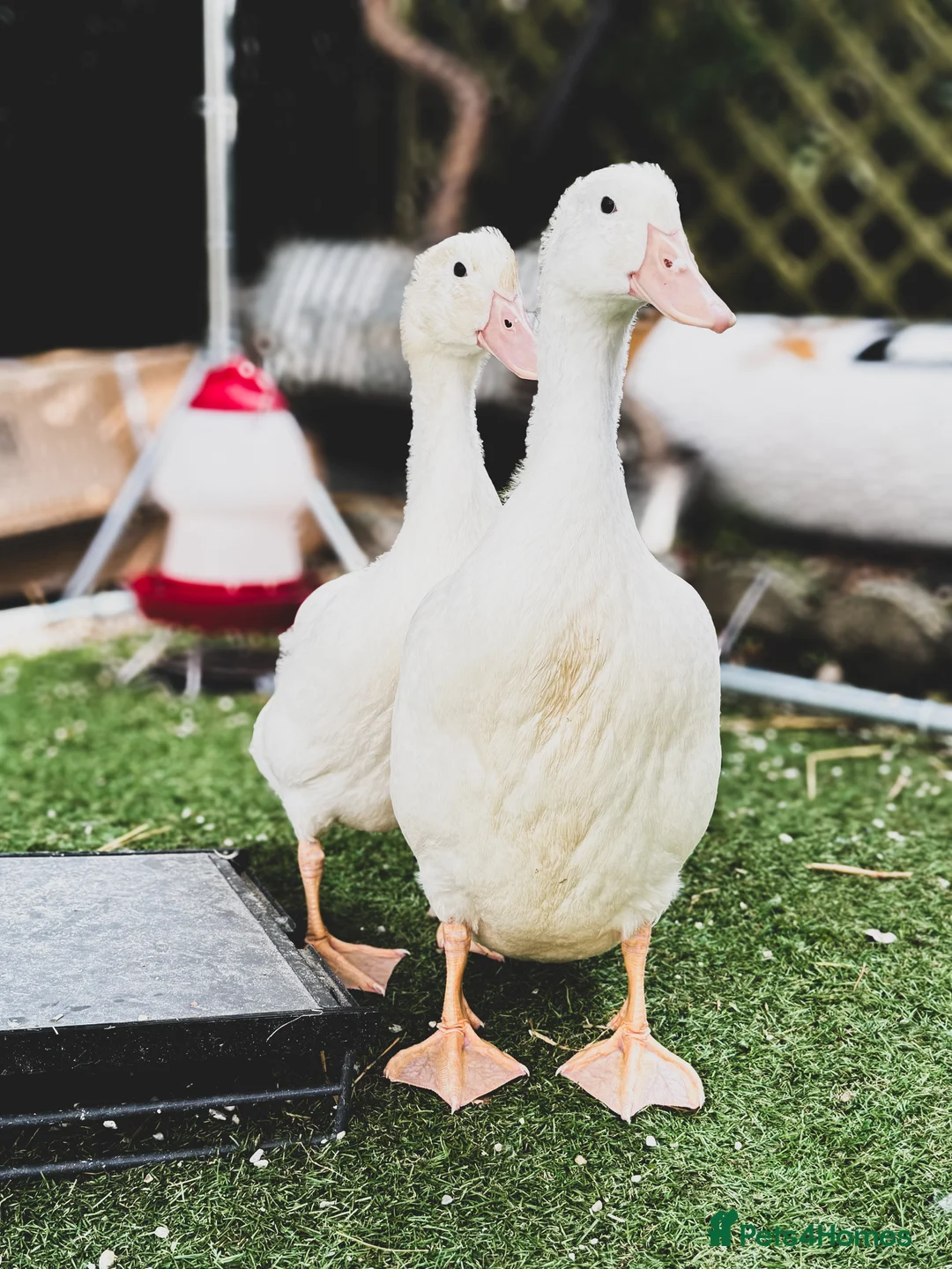 Mixed Breed poultry for sale: Indian Runner Mix Duck Pair - Advert 4