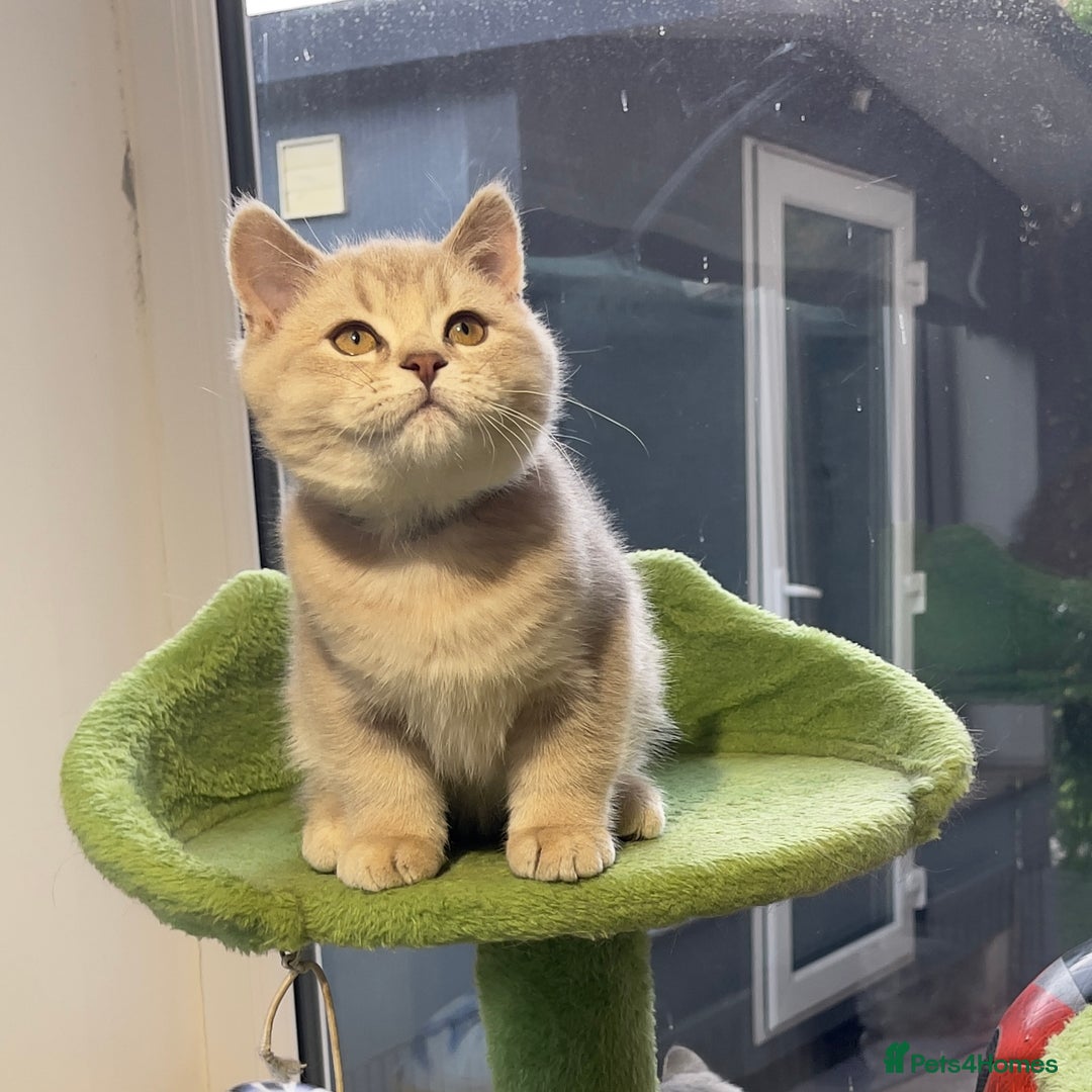 British Shorthair cats for sale: 🚨One Girl Ready to leave 🚨GCCF British Shorthair - Image 16