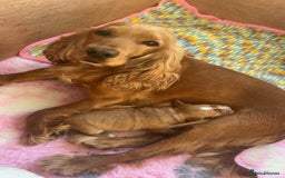 Cocker Spaniel dogs for sale: READY! ONE & ONLY! Adorable Female Cocker Puppy in Cheltenham - Image 13