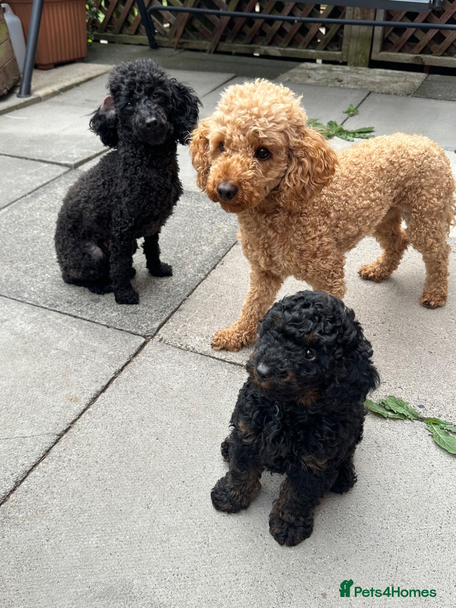 Toy Poodle dogs Toy poodle  puppies boy Kc  - Advert 9