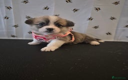 Welsh Corgi Pembroke dogs for sale: Kc reg Serbian lined babies - Image 7