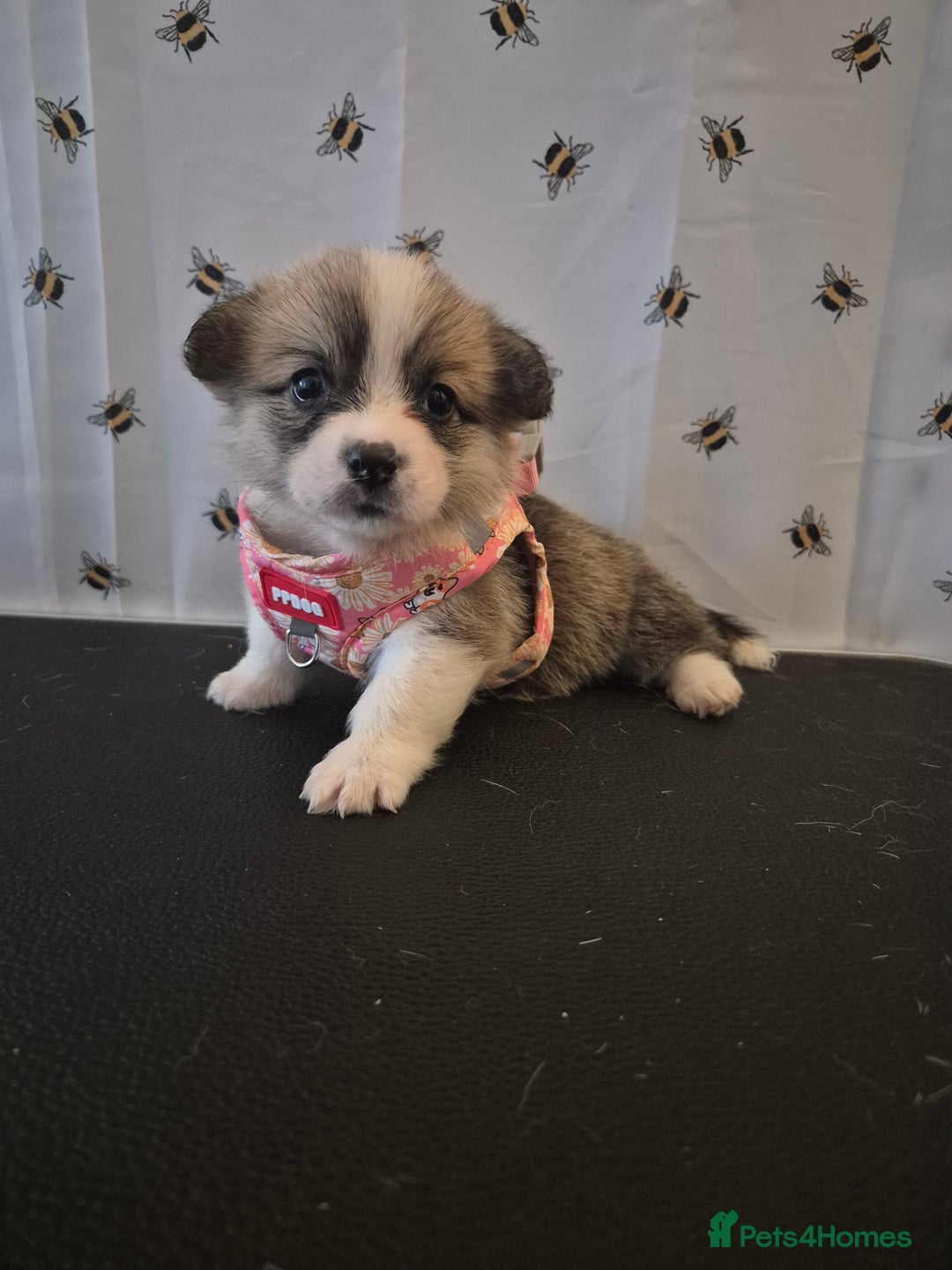 Welsh Corgi Pembroke dogs for sale: Kc reg Serbian lined babies - Image 7