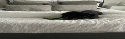 Miniature Dachshund dogs for sale: Long haired miniature daschund in Bridlington - Advert 10