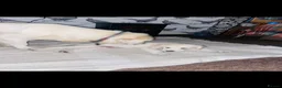 Mixed Breed dogs for sale:  12-Wk Golden Retriever x collie girl - Advert 11
