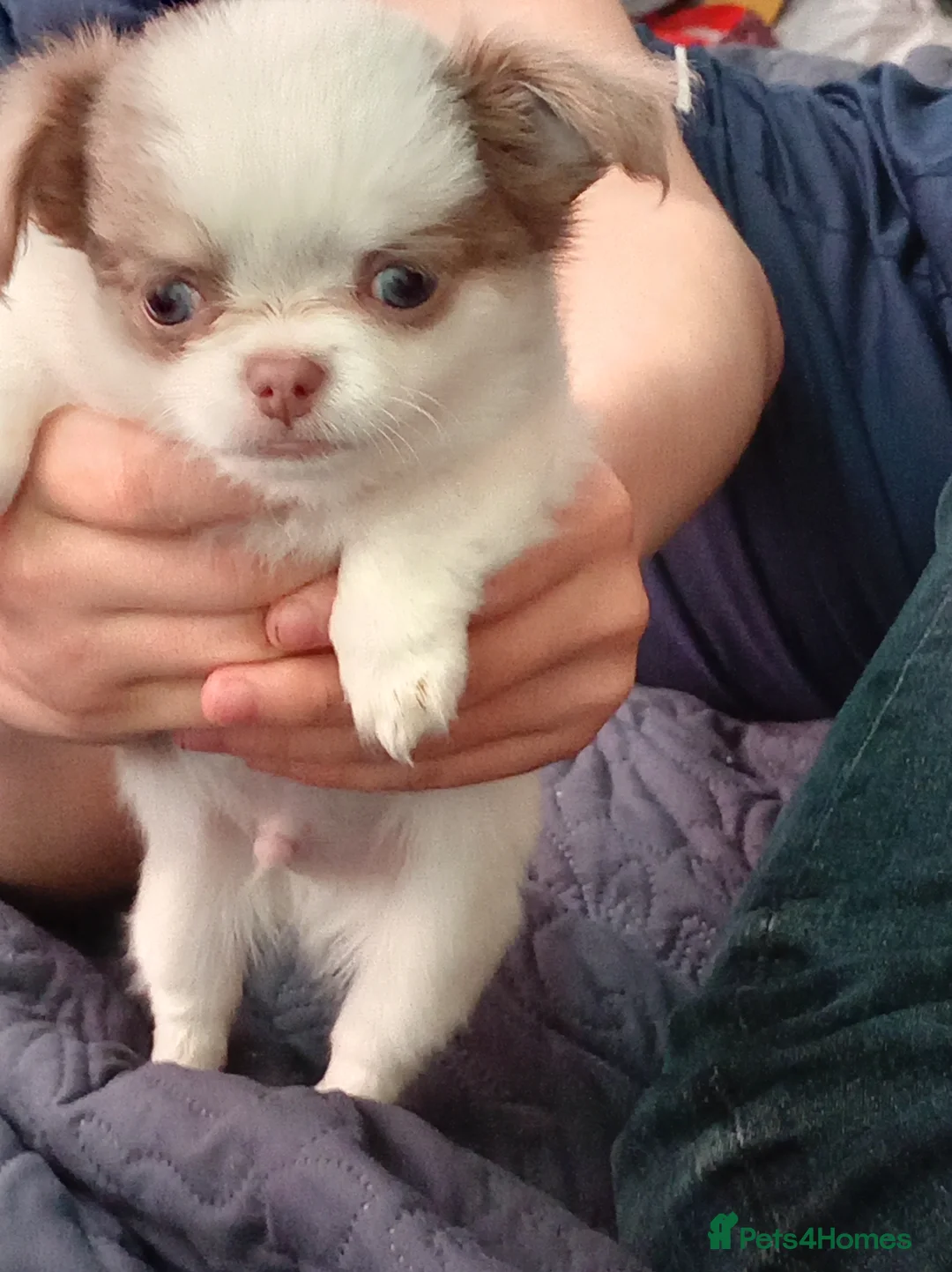 Chihuahua dogs for sale: 1 gorgeous long haired lilac and white boy  - Advert 2