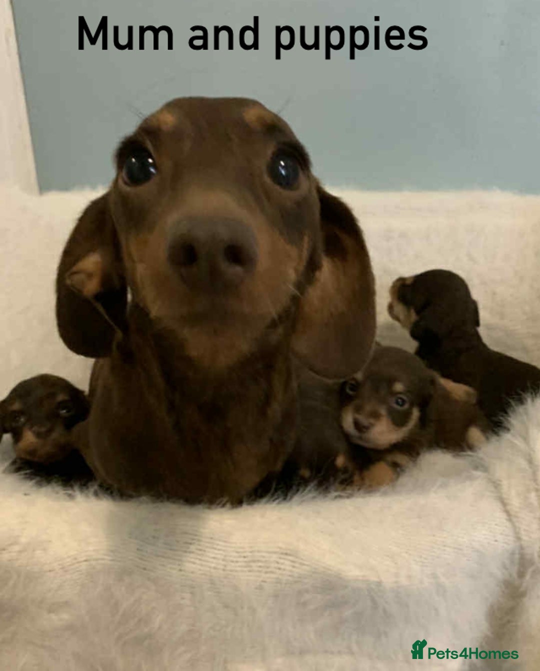 Mixed Breed dogs for sale: Adorable Doxipoo puppies  - Image 10