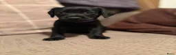 Cockerdor dogs for sale: Female Cockerdor puppies    - Advert 7