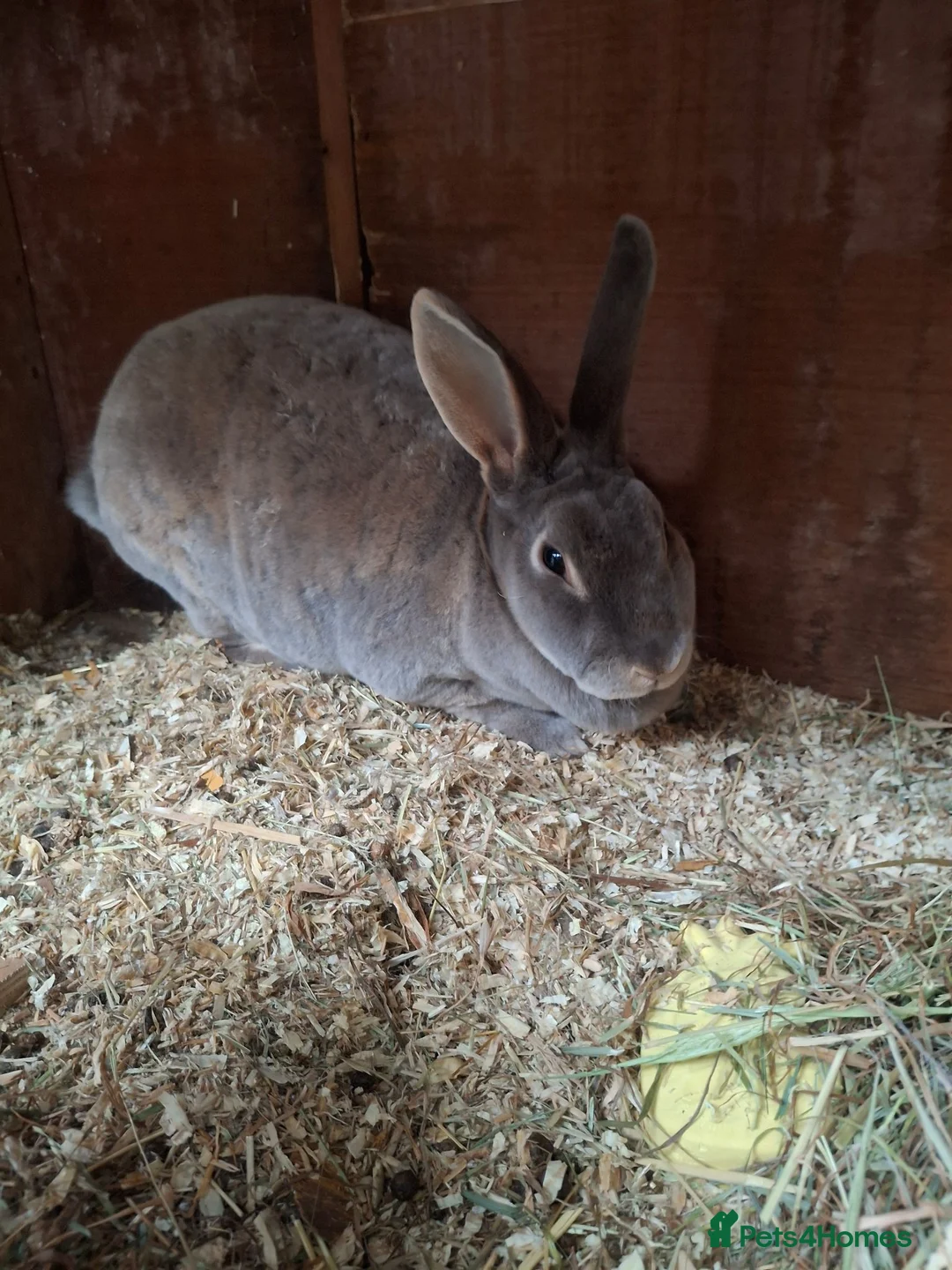 Rex rabbits for sale: X3 Rex Does and hutch & Run in Southampton - Advert 3