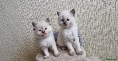 Ragdoll cats - Advert 3