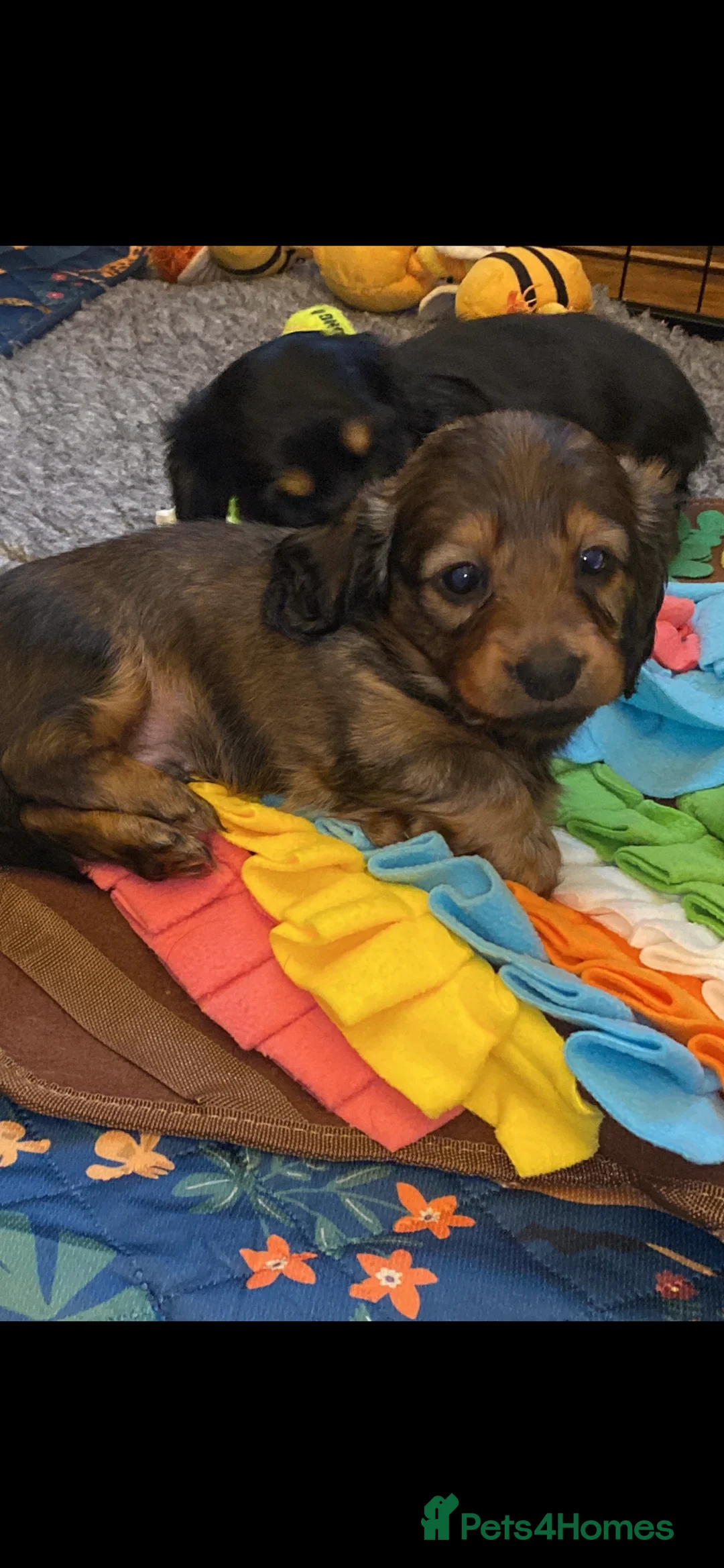 Miniature Dachshund dogs for sale: Adorable playful puppies - Advert 7