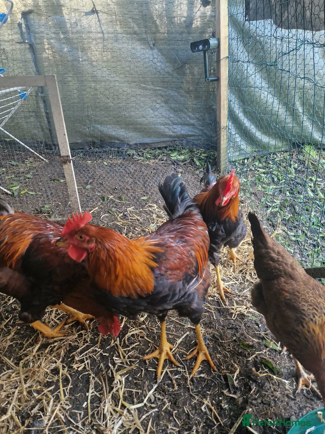 Chickens poultry for sale: 2 Roosters for exchange only - Advert 5