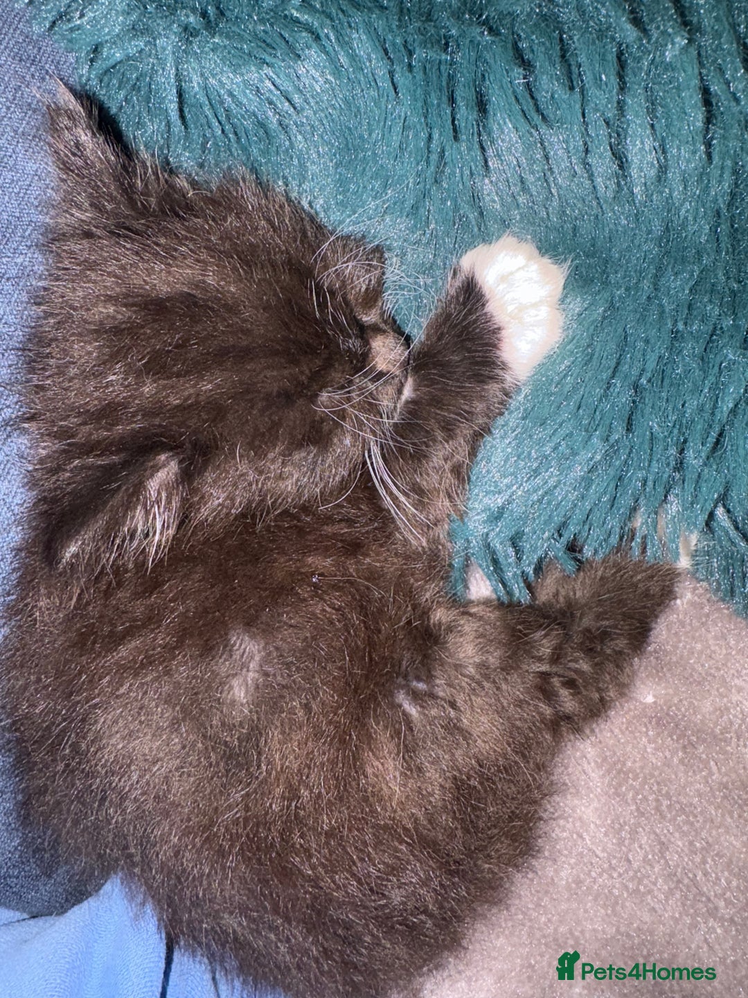 Mixed Breed cats for sale: Kittens - Image 3