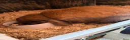 Mini Lop rabbits for sale: Two male mini lop bunnies  - Advert 4