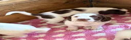 English Springer Spaniel dogs for sale: Gorgeous Springer Spaniel Pups - Advert 9