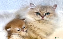 British Longhair cats for sale: ✨Golden British Longhair - Exclusive Kittens✨*🧿 - Advert 14