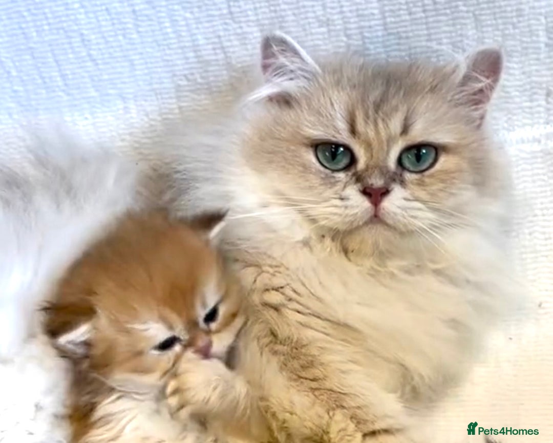 British Longhair cats for sale: ✨Golden British Longhair - Exclusive Kittens✨*🧿 - Advert 14