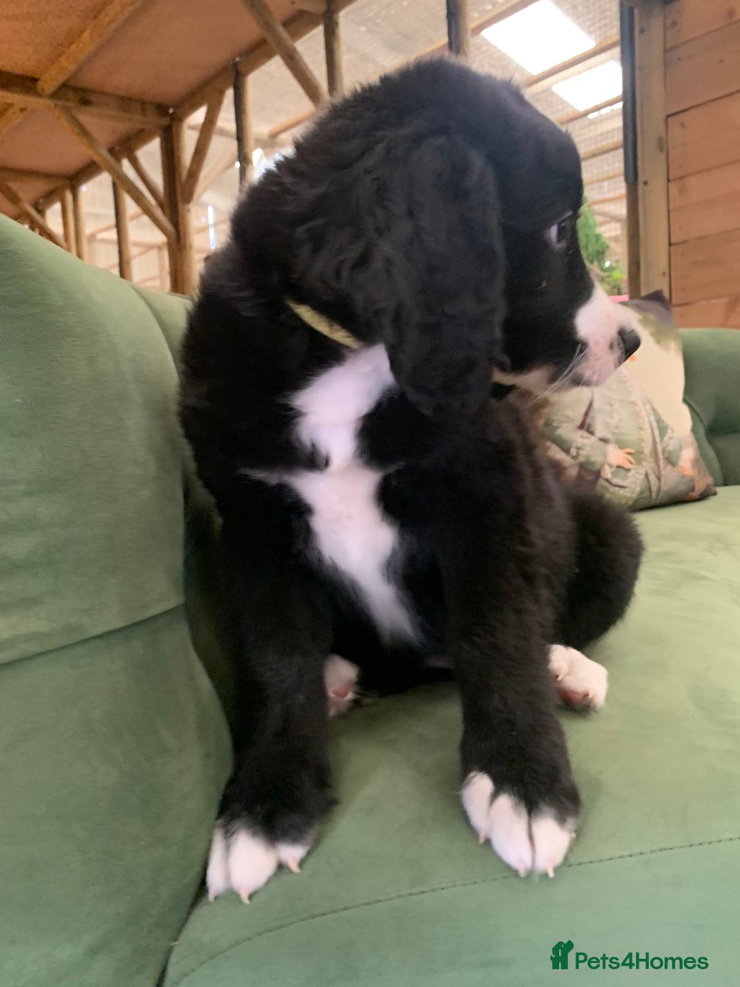 Bernedoodle dogs for sale: Standard Bernedoodle Girls Available  - Image 2