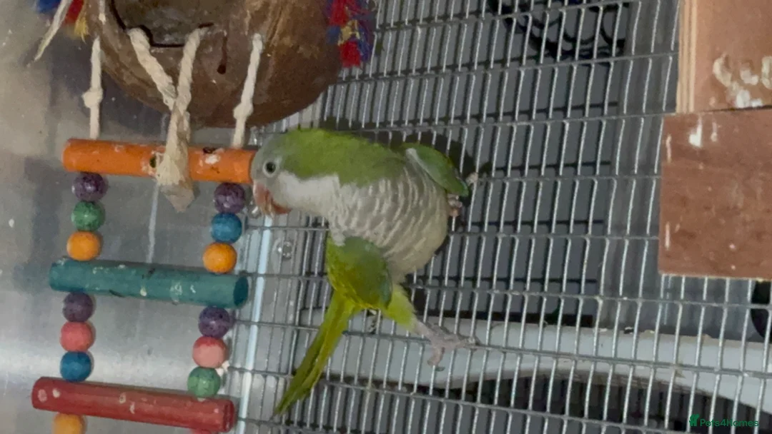 Budgerigars birds for sale: Quaker Parrot  - Advert 3