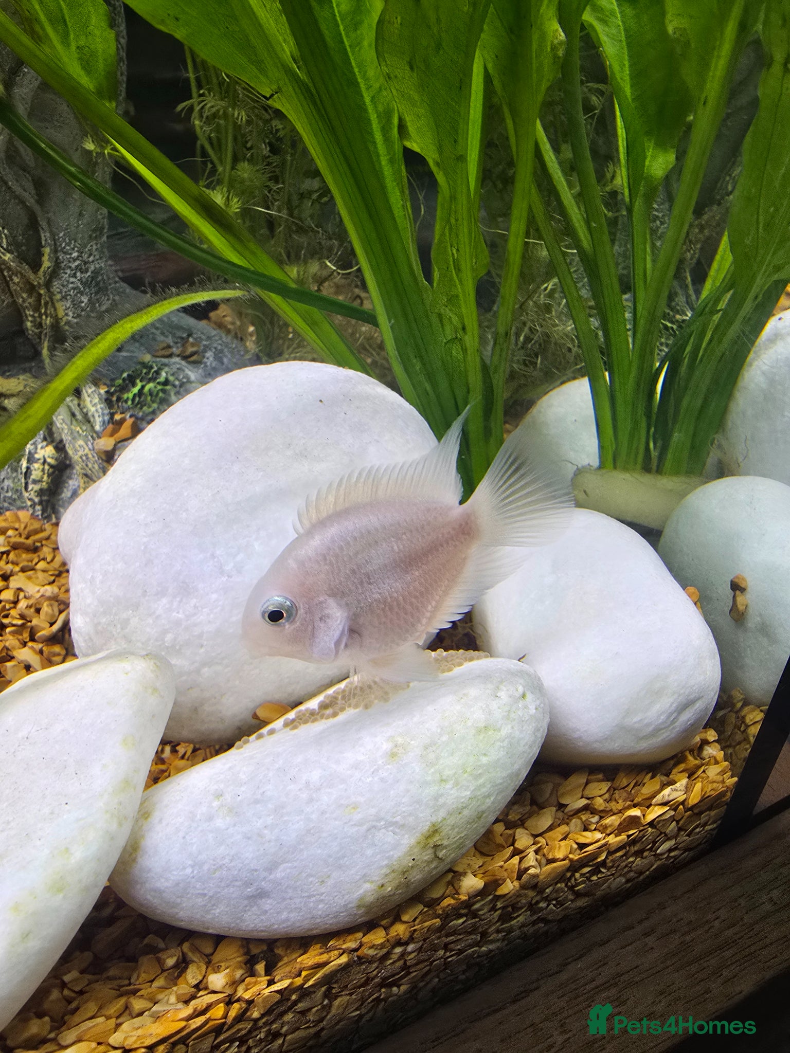 Cichlids fish Platinum parrot fish proven breeding pairs - Advert 2