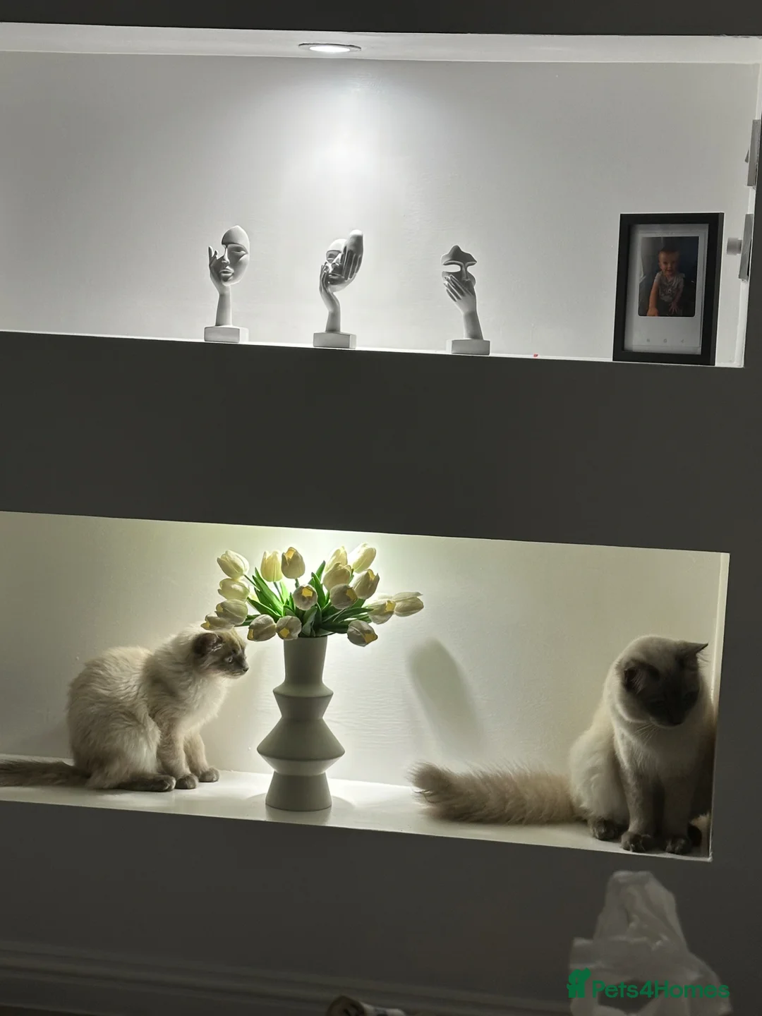 Ragdoll cats for sale: HandReared Ragdoll Kittens looking for loving home in Glasgow - Advert 2