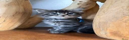 Maine Coon cats for sale: Maine Coon Kittens  - Advert 25