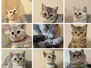 British Shorthair cats Pedigree|Champion Lines|GCCF Registered| - Advert 2