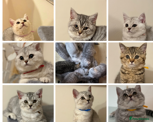 British Shorthair cats - Advert 1