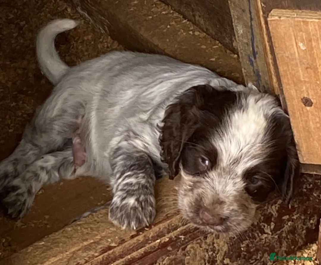 Cocker Spaniel dogs for sale: cocker spaniel puppies  - Advert 2