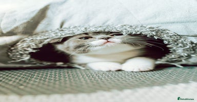 British Shorthair cats - Advert 13