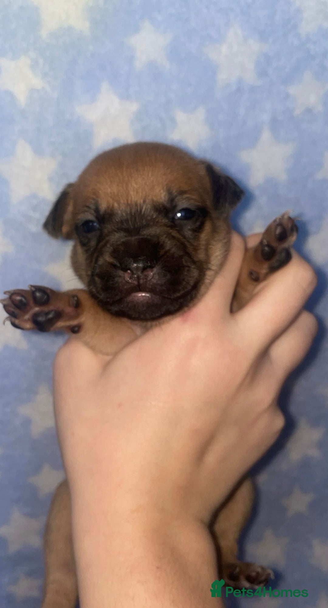 Mixed Breed dogs for sale: Bodeguero Andaluz x French Bulldog Puppies  - Advert 14