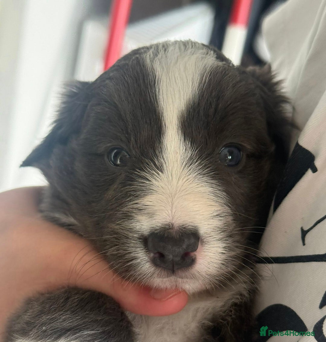 Border Collie dogs for stud: proven border collie at stud in Doncaster - Image 35