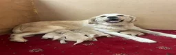 Golden Retriever dogs for sale: Golden retriever puppies  - Advert 14