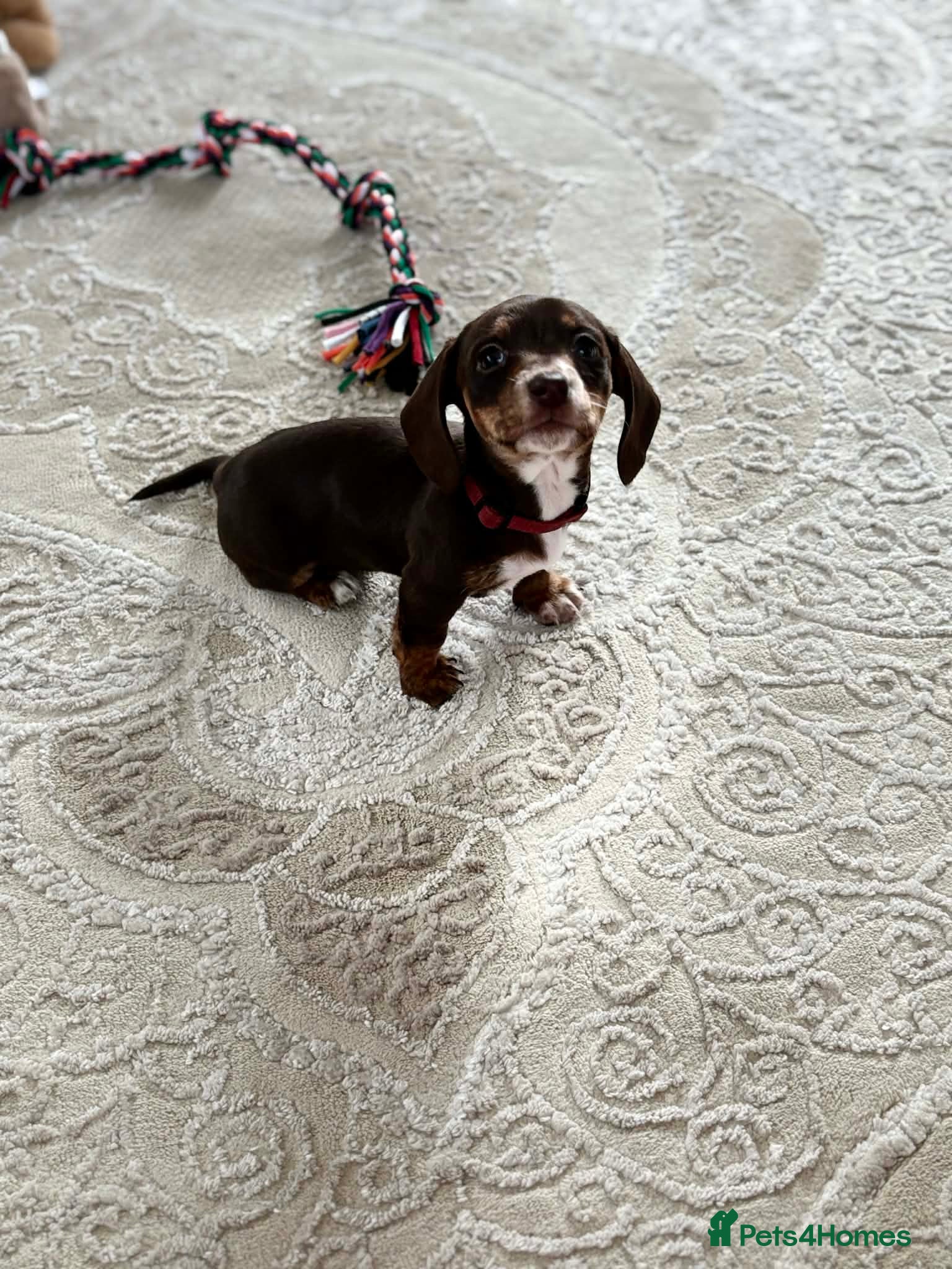 Miniature Dachshund dogs Kc registered smooth hair Miniature Dachshund’s - Advert 3