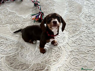 Miniature Dachshund dogs Kc registered smooth hair Miniature Dachshund’s - Advert 2