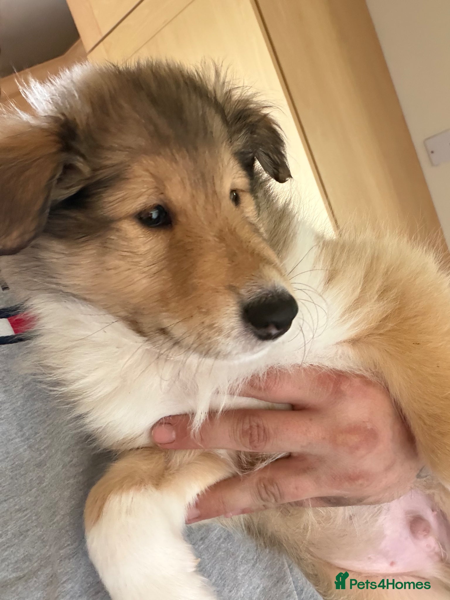 Rough Collie dogs Rough collie (lassie pups) N.Ireland - Advert 2