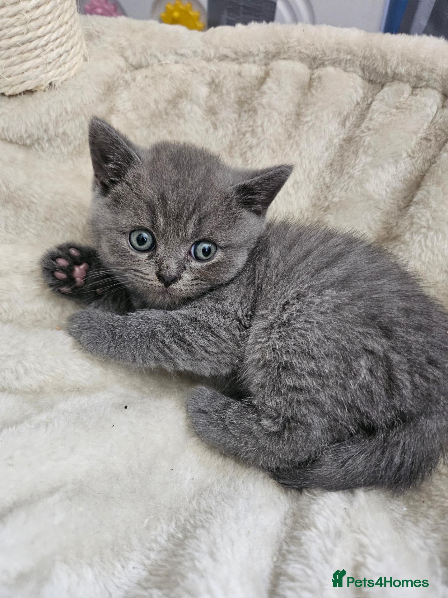 British Shorthair cats 3 beautiful boys  - Advert 2
