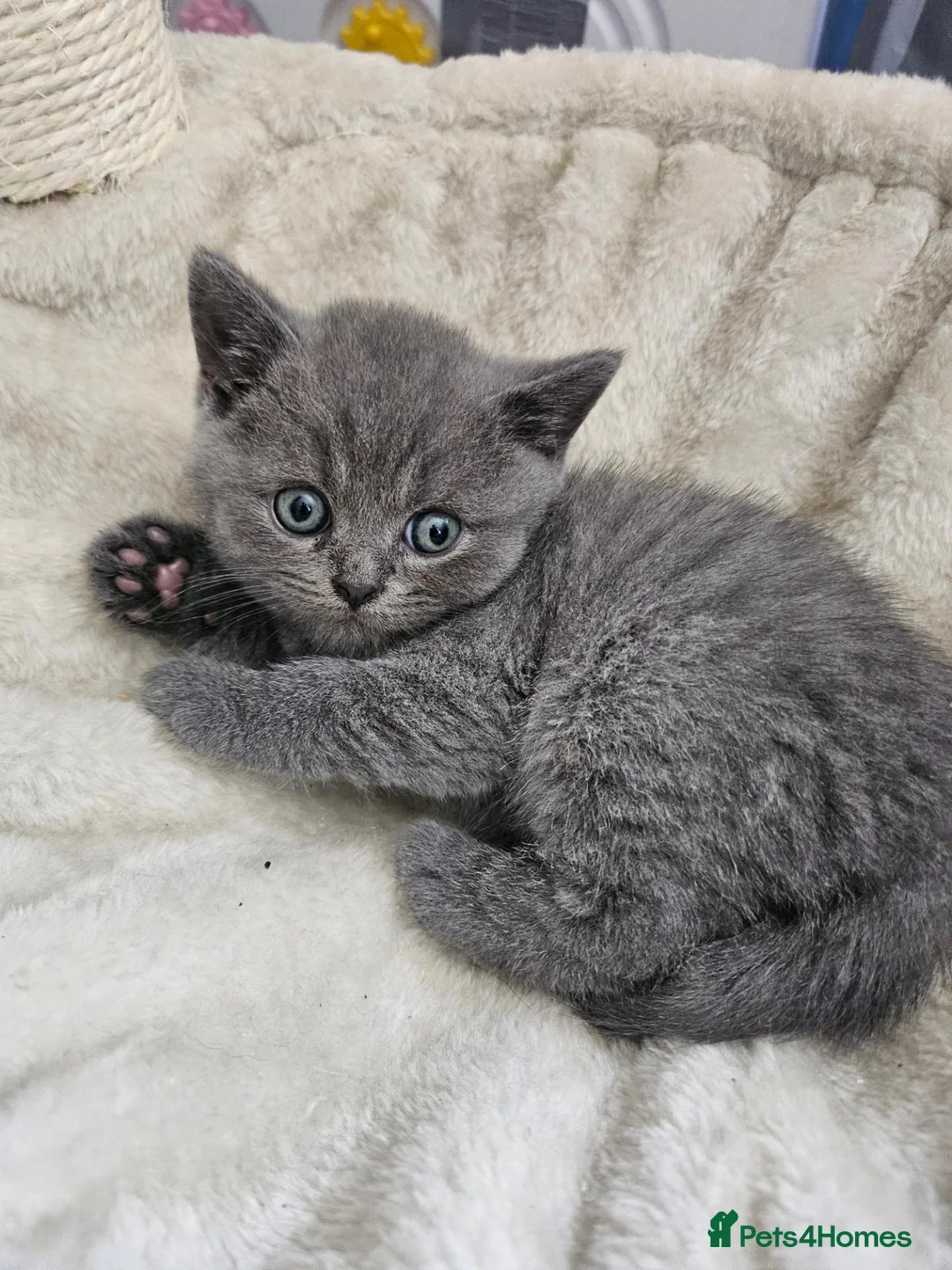 British Shorthair cats for sale: 3 beautiful boys  - Advert 1