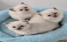 Ragdoll cats for sale: Irresistable Blue Mitted Ragdoll Kittens🙀😻🙀 - Image 6