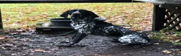 German Shorthaired Pointer dogs for stud: For Stud GSP Black and White - Advert 12