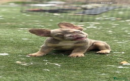 French Bulldog dogs for sale: Beautiful French bulldog girls (ready now) - Image 9