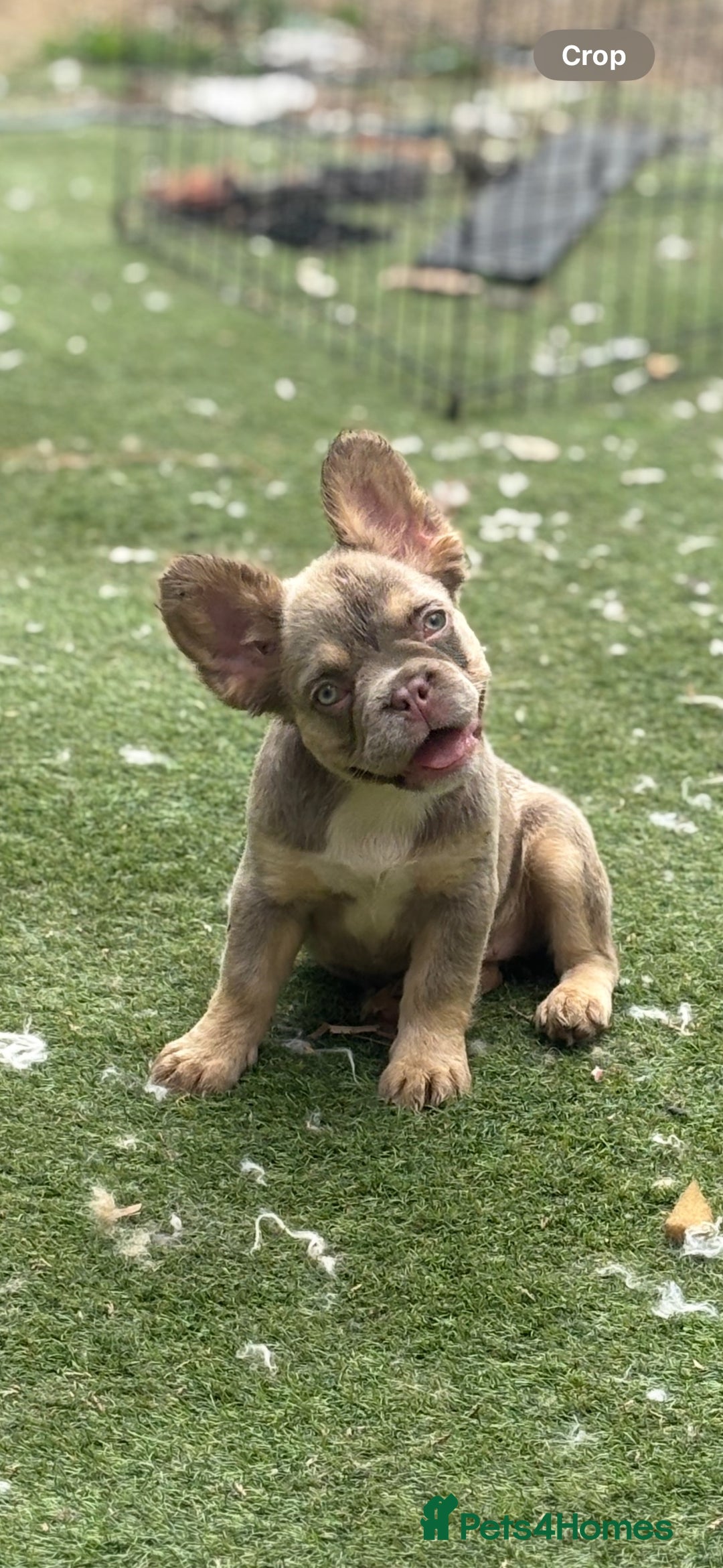 French Bulldog dogs for sale: Beautiful French bulldog girls (ready now) - Image 9