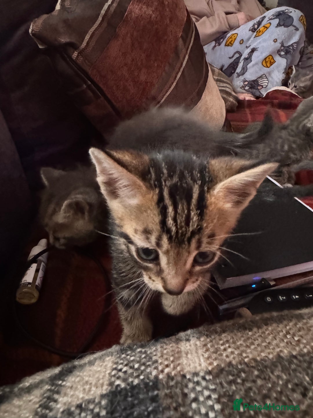 Mixed Breed cats for sale: I have 4 beautiful babies 3 boys 1 girl - Advert 6