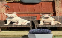 English Bull Terrier dogs for sale: Gorgeous English BullTerrier - Advert 13