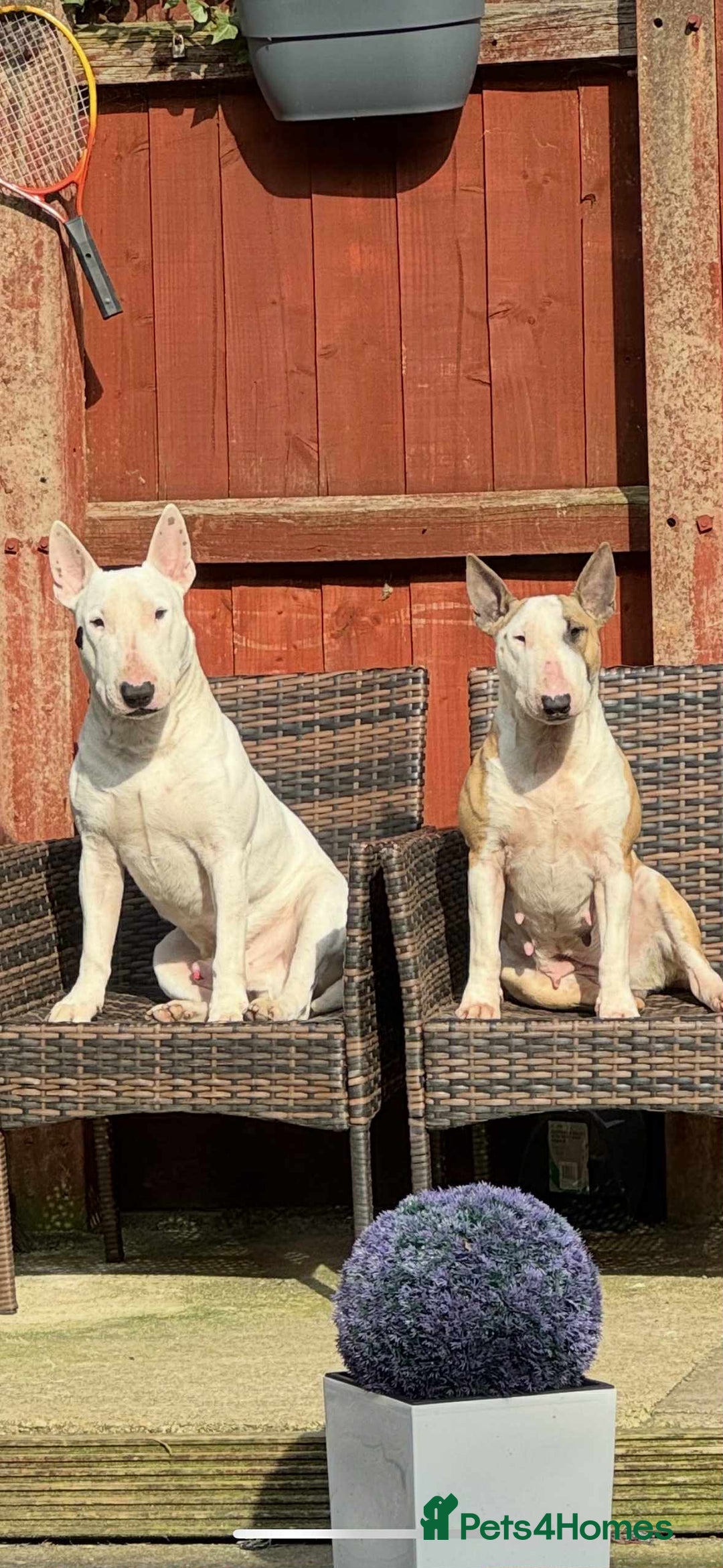 English Bull Terrier dogs for sale: Gorgeous English BullTerrier - Advert 13