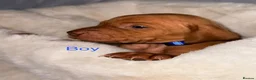 Hungarian Vizsla dogs for sale: Hungarian Vizsla Puppies  - Advert 11