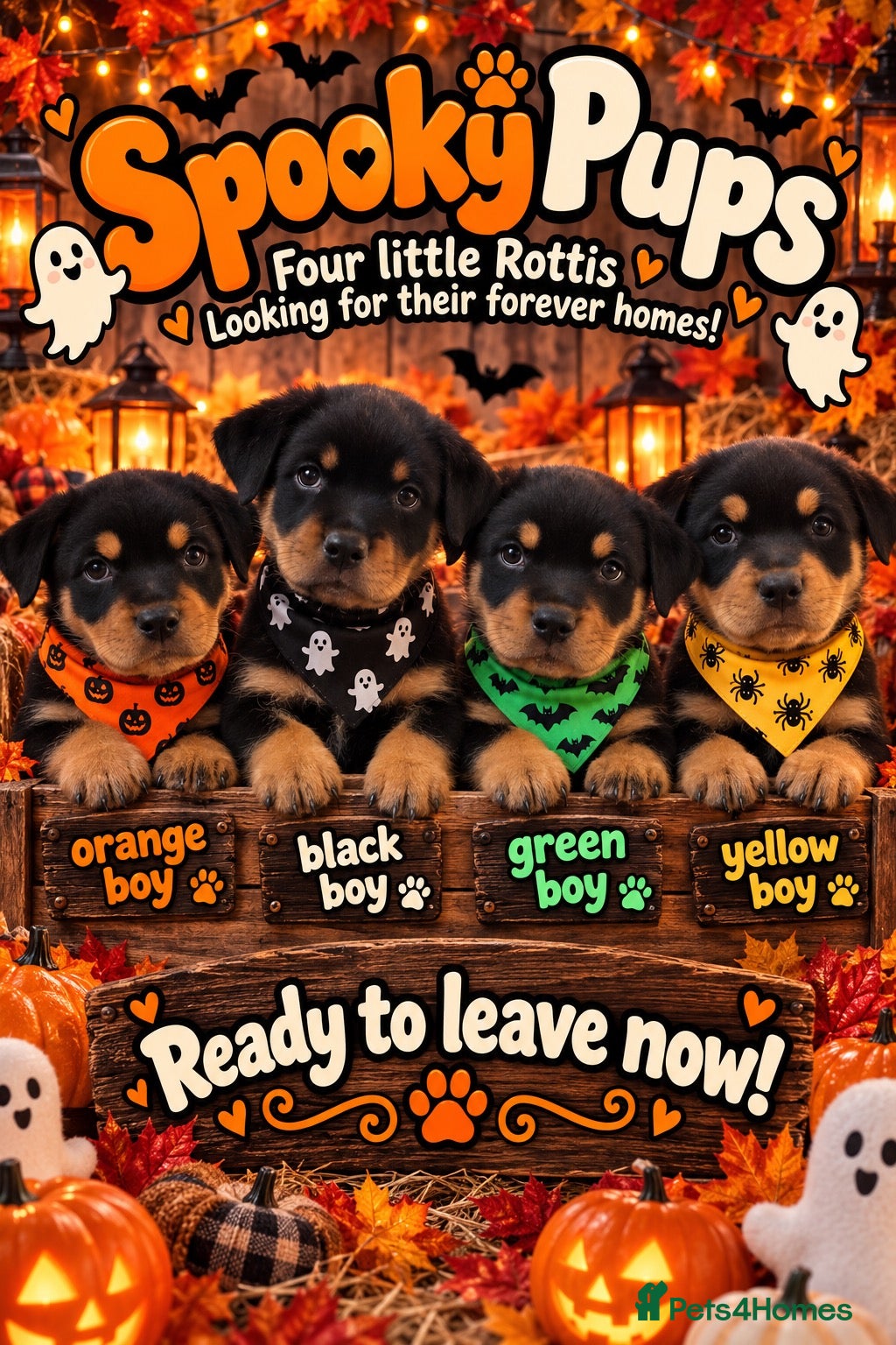 Rottweiler dogs for sale: Full Rottweiler pups  - Advert 20