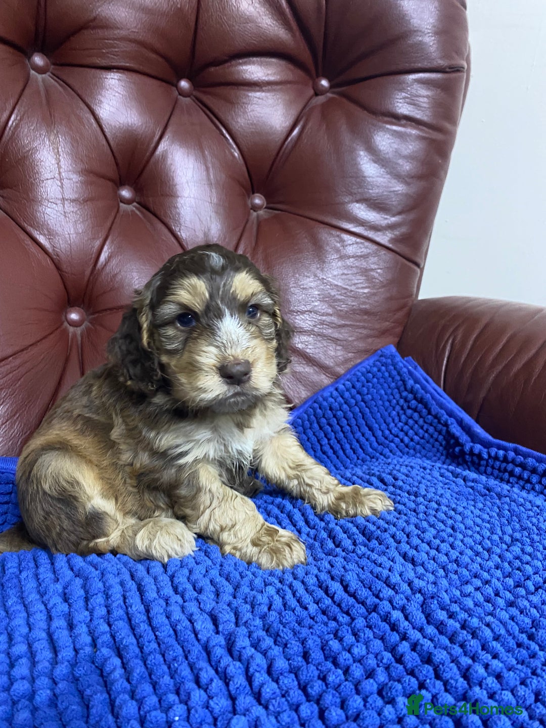 Cockapoo dogs for sale: F1 Gen Cockapoo Puppies - Image 7