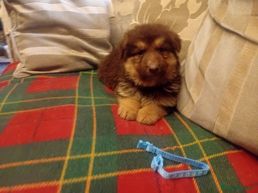 German Shepherd dogs for sale: Rare colours straight backed german shepherds - Advert 5