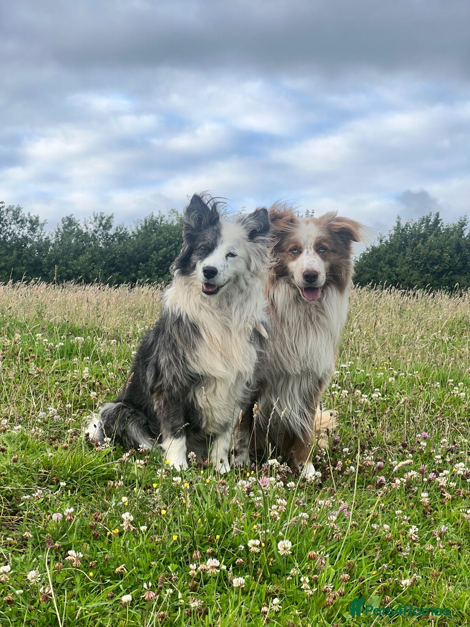 Border Collie dogs for sale: *READ ALL* New home for male Border Collie - Advert 8